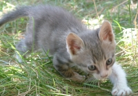 Free Kitten Photo