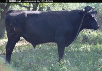 Free Bull Photo Side View