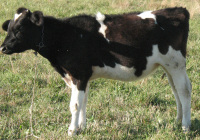 Calf Black and White