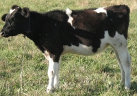 Free Calf Photo