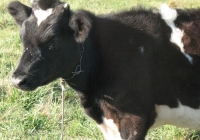 calf photo 03