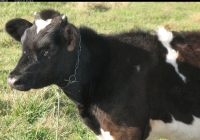 calf photo 04