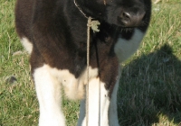 calf photo 05