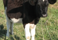 calf photo 08