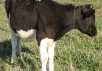 calf photo 09