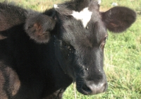 calf photo 10