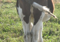 calf photo 13