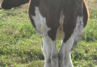 calf photo 15