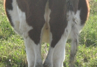 calf photo 16