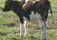 calf photo 17