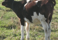 calf photo 18