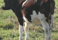 calf photo 19