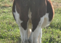 calf photo back