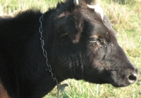calf photo head side