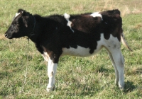 calf photo side
