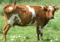 Cow Red