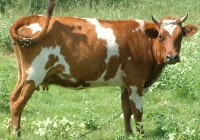 Free Brown Cow Photo