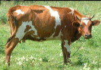 Free Brown Cow Photo