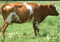 Free Brown Cow Photo Side View