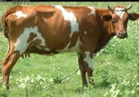 Free Brown Cow Photo