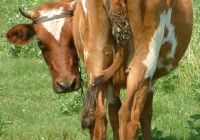 Free Brown Cow Photo Back View