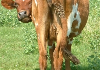 Free Brown Cow Photo