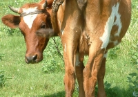 Free Brown Cow Photo