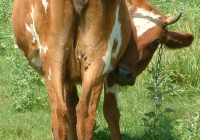 Free Brown Cow Photo