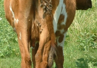 Free Brown Cow Photo Back View