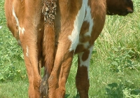Free Brown Cow Photo Back View