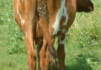 Free Brown Cow Photo