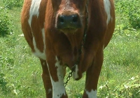 Free Brown Cow Photo Front View