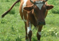 Free Brown Cow Photo Front View