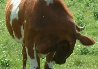 Free Brown Cow Photo