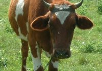 Free Brown Cow Photo