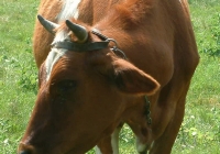 Brown Cow Head Photo