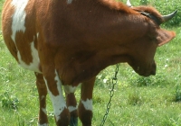 Free Brown Cow Photo