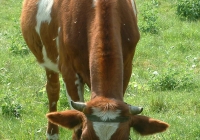 Free Brown Cow Photo