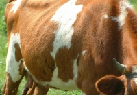 Free Brown Cow Photo