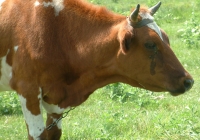 Free Brown Cow  Head Photo