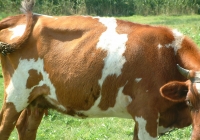 Free Brown Cow Photo