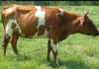 Free Brown Cow Photo