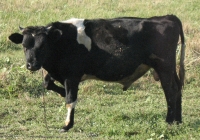 Young Black Bull Photo