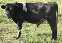 Young Black Bull Photo