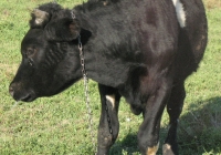 Young Black Bull Photo