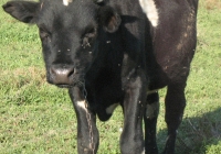 Young Black Bull Photo