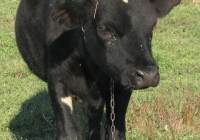 Young Black Bull Photo