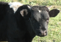 Young Black Bull Photo