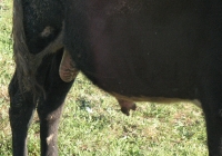 Young Black Bull Photo