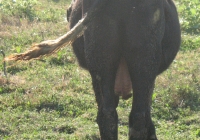 Young Black Bull Photo Rear